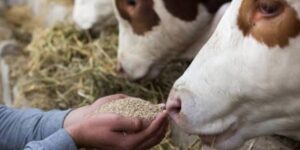 Shortage of Animal Feed Leads Scientists to a Novel Alternative